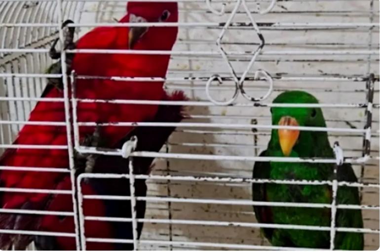 تفكيك شبكة تهريب للحيوانات البرية المحمية بسلا 