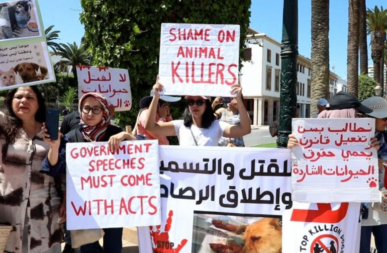 احتجاجات بالرباط ضد مشروع قانون يهم الحيوانات الضالة