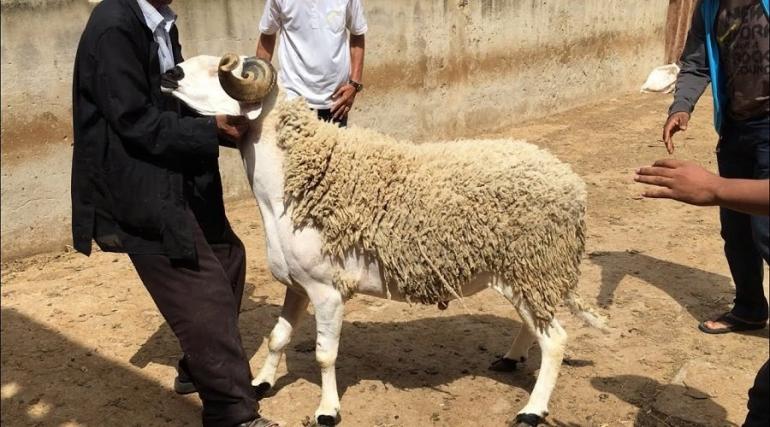 1217 موظفاً لتعداد الماشية بالمغرب.. والحكومة ترصد ملياري درهم لإنعاش القطاع
