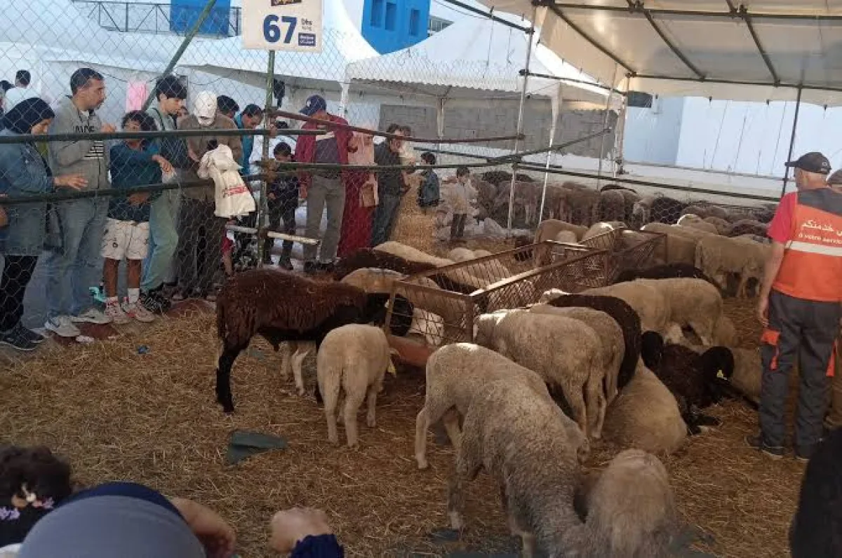 موجة حر قوية تجتاح مناطق واسعة بالمغرب والأرصاد تحذر من اضطرابات رعدية ورياح قوية